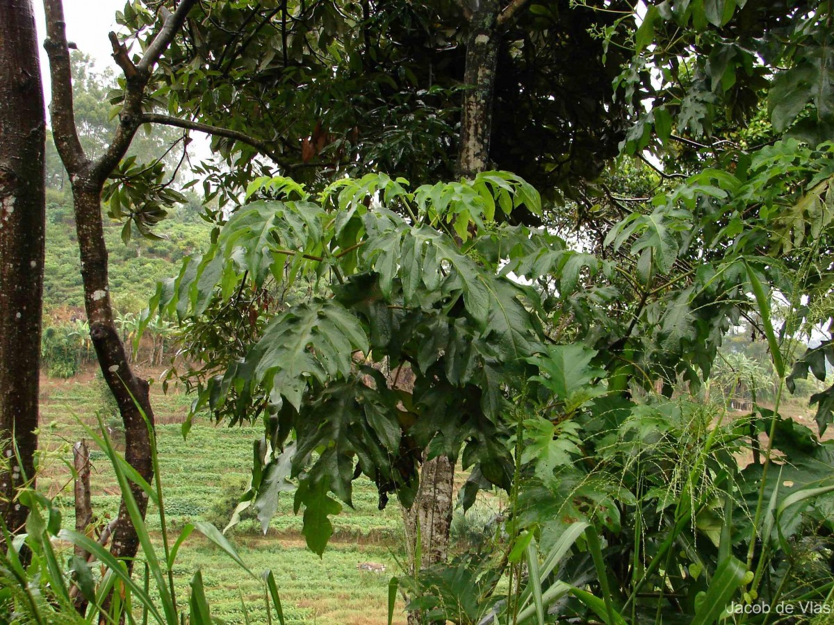 Montanoa grandiflora Hemsl.